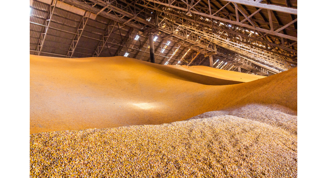 Jak przechowywać kukurydzę po zbiorze? Wilgotność, temperatura i sposoby składowania